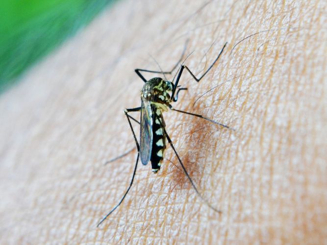 Malaria, arriva il vaccino