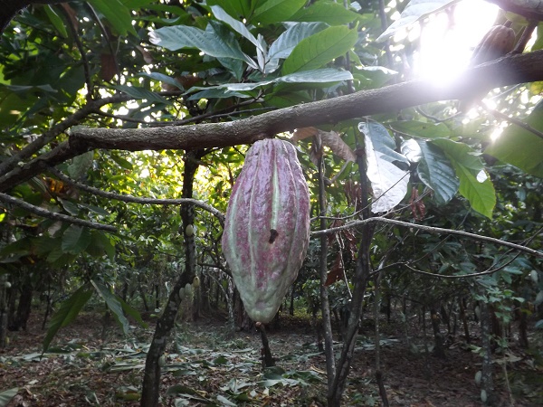 Carenero Superior, il cacao per cioccolato e gelato di qualità