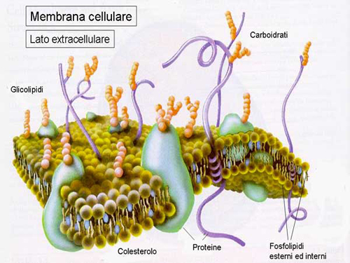 Colesterolo LDL: dimezzare il limite massimo per stare meglio