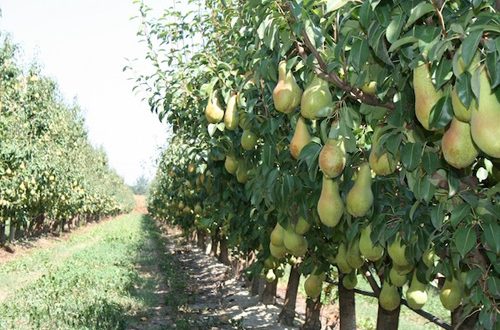 La pera, un frutto invernale gustoso con molte salutari proprietà