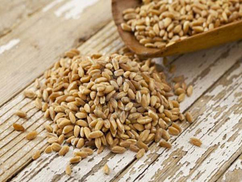 Il Farro, un grano antico tornato d’attualità
