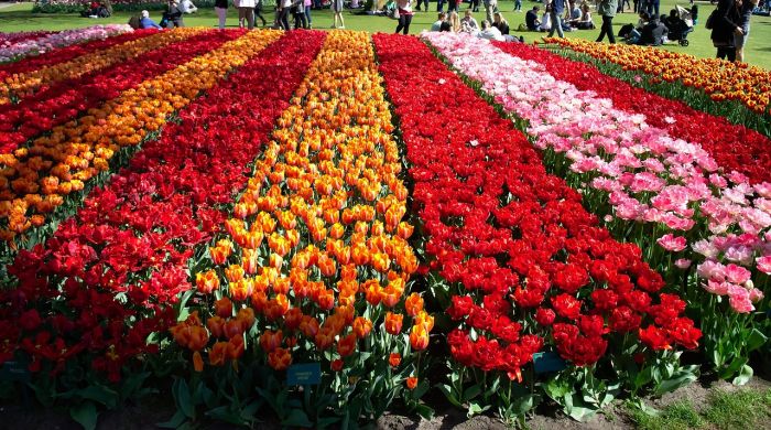 Tulipani: nei bouquet delle spose di maggio celebrano l'amore senza fine