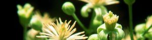 Ti prende la malinconia? Rimedia con i Fiori di Bach