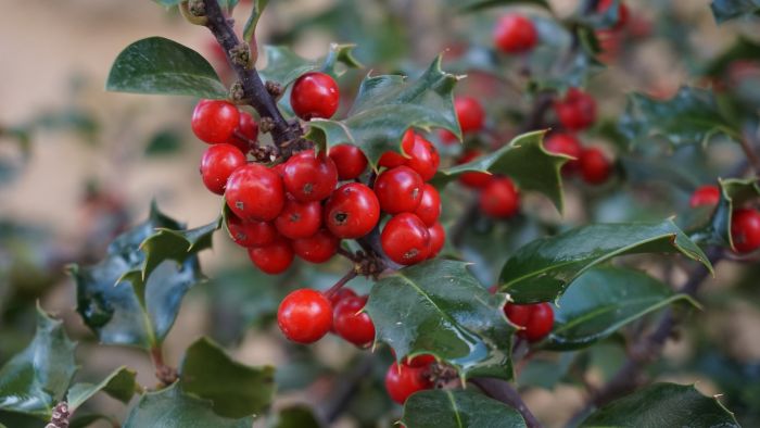 Holly: il fiore di Bach dell’Amore universale cresce lentamente