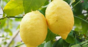 Olio essenziale di limone: è un elemento utile a corpo e mente