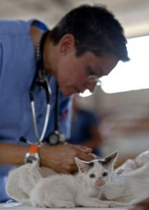Dottor Bau & Dottor Miao: la prima mutua veterinaria per cani e gatti