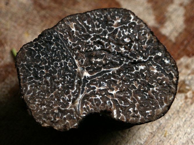 Alimenti 10 e lode. Il tartufo: meraviglia misteriosa dal sapore inconfondibile