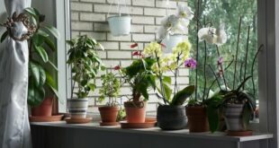Le piante d'appartamento che aiutano a purificare l'aria