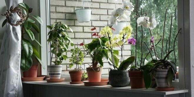 Le piante d'appartamento che aiutano a purificare l'aria