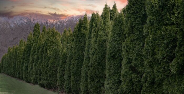 Piante per combattere l’inquinamento esterno