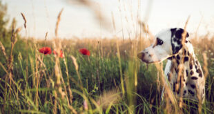 Primavera e allergie: anche i cani ne soffrono come i padroni