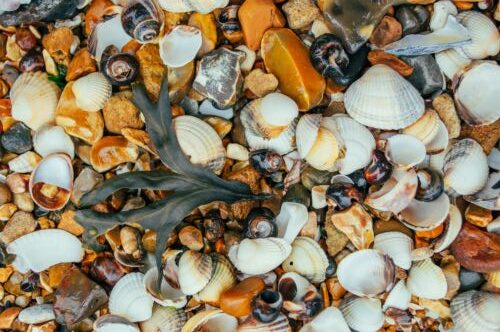 Calcarea Carbonica: il rimedio omeopatico per eccellenza