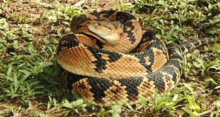 Lachesis mutus: il veleno utile del serpente boscaiolo