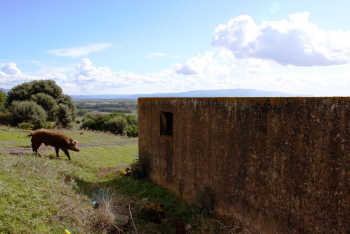 suino Sardo razza