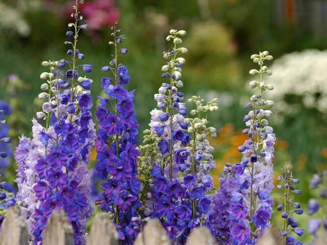 Lo scaffale di luglio 2024