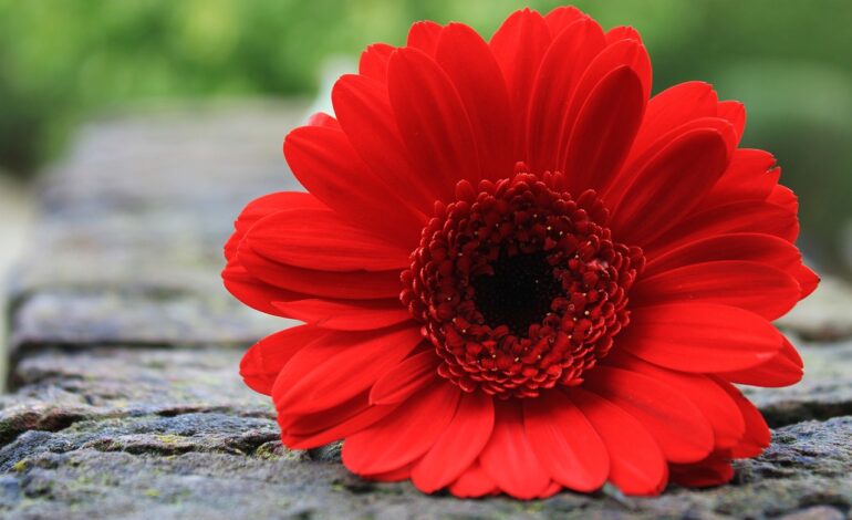 25 novembre, rosso come l’amore, mai rosso come il sangue