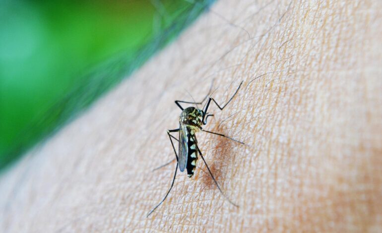 Dengue