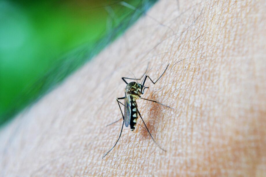 Dengue, cos’è, sintomi e come si trasmette: cosa sapere sulla febbre portata dalla zanzara tigre